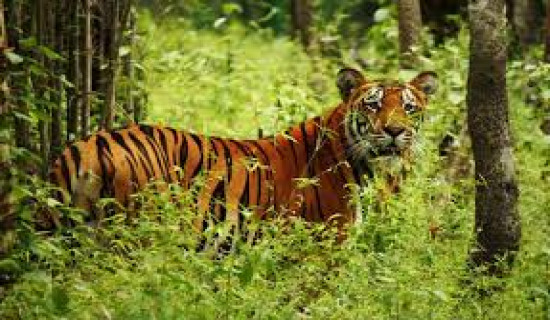 Tiger census planned around mid-December to mid-January
