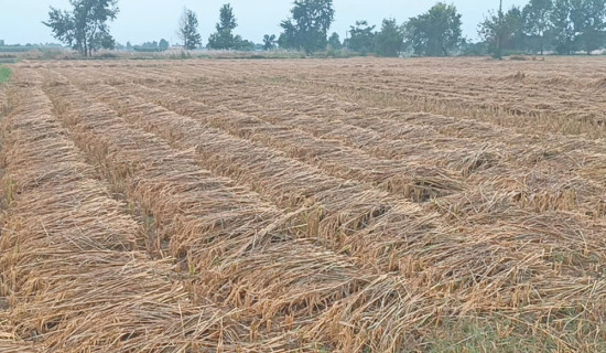 Rain brings both hardship and hope for farmers