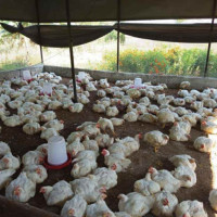 RSP to withdraw from, but continue to support Govt