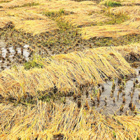 Govt. declares Ilam a disaster crisis zone