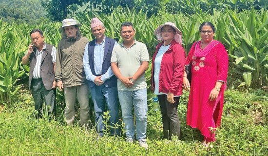 Commercial black turmeric farming begins