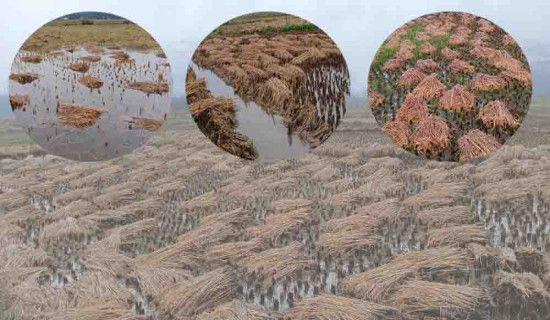 Paddies kept in field for threshing  inundated(Photo Feature)
