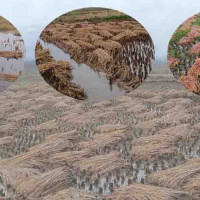 Protest in front of  Embassy of Pakistan against killing of Sudip Neupane