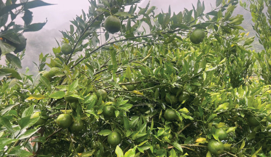 Orange production to rise in Syangja