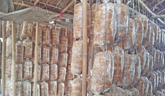 Neupane makes millions from mushroom farm