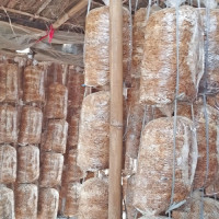 Waxahatchee surprises by releasing 'Snocaps' with twin sister