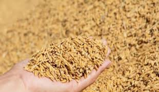 Food Management Company begins purchasing rice