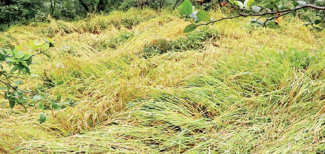 Rains ravage crops in Tehrathum