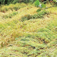 Thai court sacks PM Paetongtarn Shinawatra for ethics violation