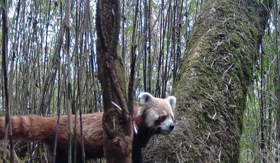 Nepal qualifies for 2025 ICC U-19 Women’s T20 World Cup