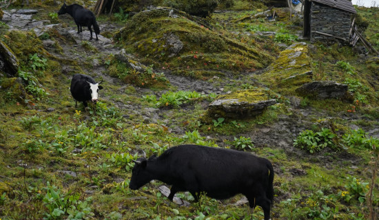Foreign national injured in yak attack