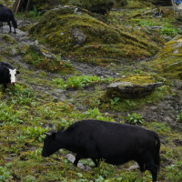 South Asia’s Identity Crisis