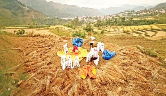 Farmers busy harvesting paddy as weather improves