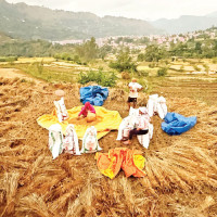 Blooming Marigold flowers