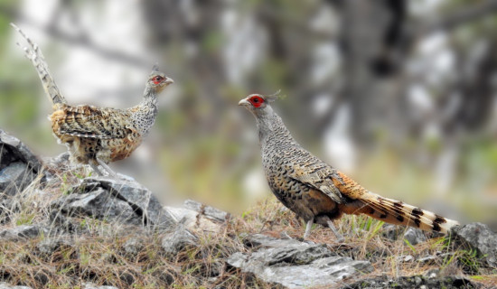Number of rare bird, Cheer Pheasant, increases in Myagdi's Kaligandaki Basin