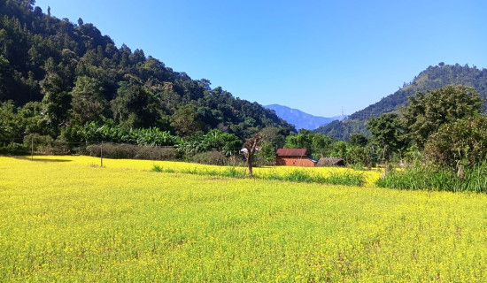 Mustard field in full bloom in fields of Palpa
