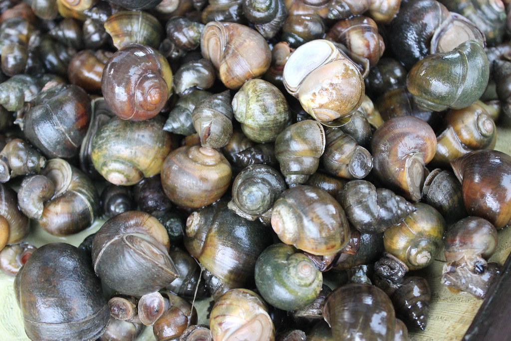 Disappearance of freshwater snails, crabs and mussels in Bardiya riles conservationists