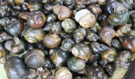 Disappearance of freshwater snails, crabs and mussels in Bardiya riles conservationists