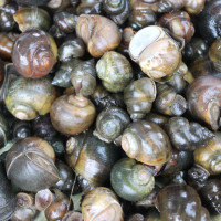 Arghakhanchi road accident: two dead, 24 hurt