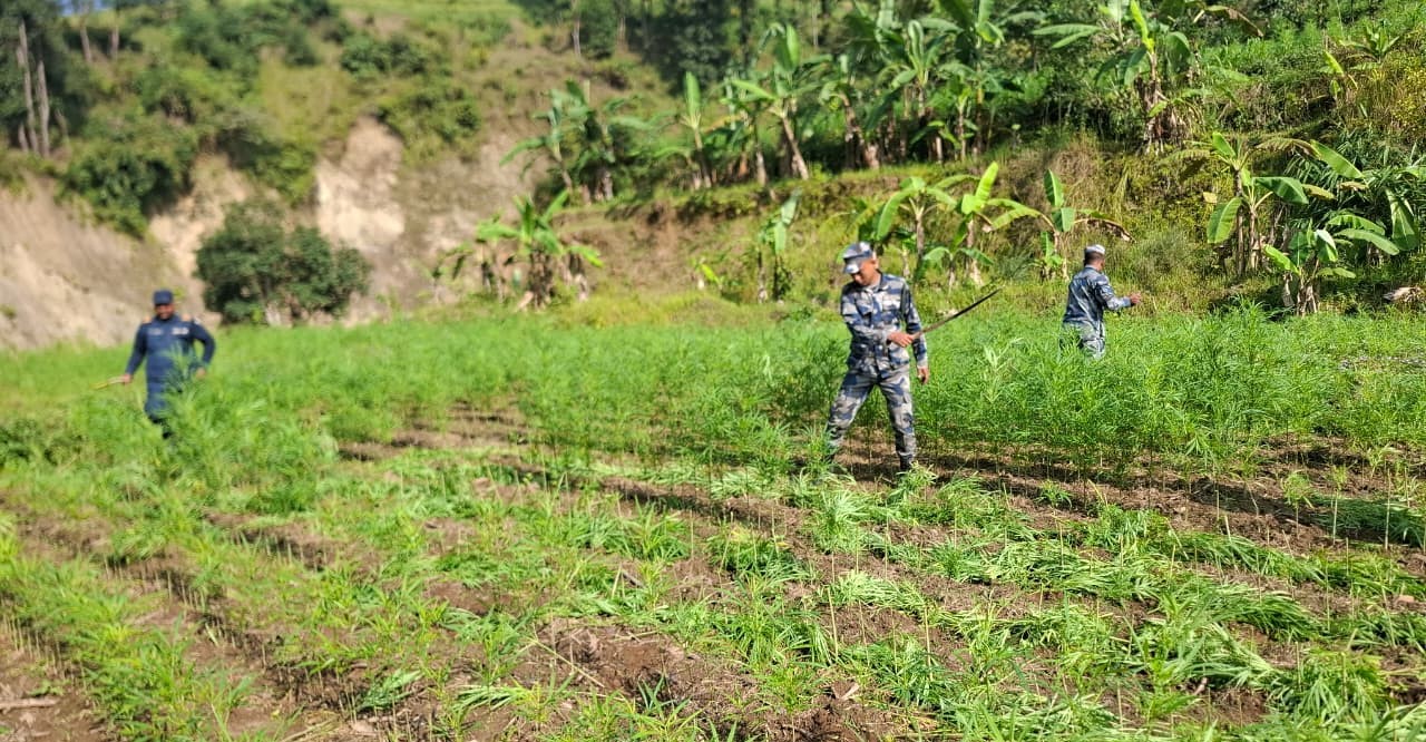 Cannabis planted in over 30 bighas of land in Makawanpur destroyed