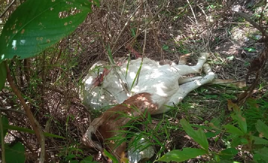 Tiger wreaks terror in  Makwanpurgadhi