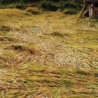 Policy Needed Against Antimicrobial Resistance