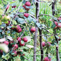 Thailand wins T20I tri-series, host Nepal winless in 6 games