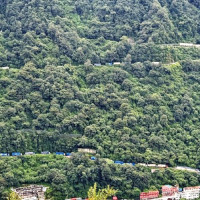 Campaign launched to revive Sangini