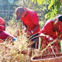 Nepane village in Gorkha looks deserted