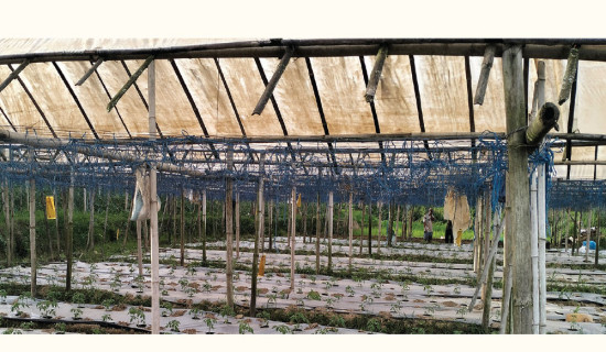 Rukum East faces food crisis in lack of snow, winter rain