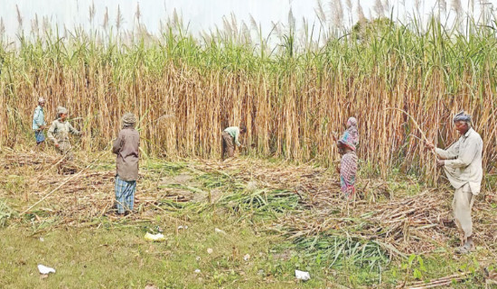 Sugarcane farmers receive half of the subsidy amount