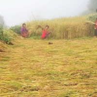 Province Assembly member Bhandari takes oath of office and secrecy