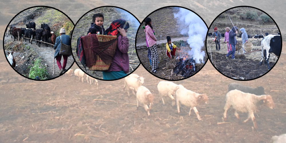 Traditional lifestyle and hard work of Gurja people (Photo Feature)