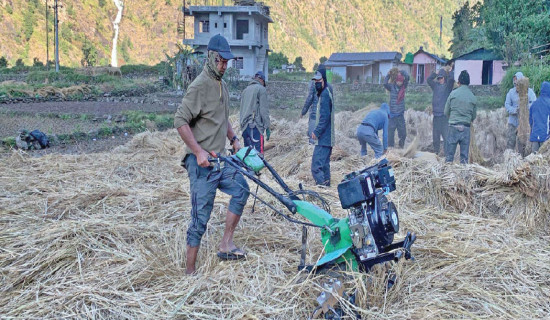 Oxen shortage drives farmers toward modern threshing tools