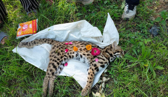 Unplanned road development in Baitadi puts clouded leopard at risk