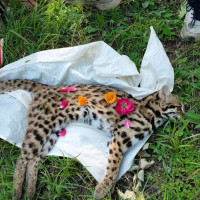 Foreign tourists visit Satyawati region every year