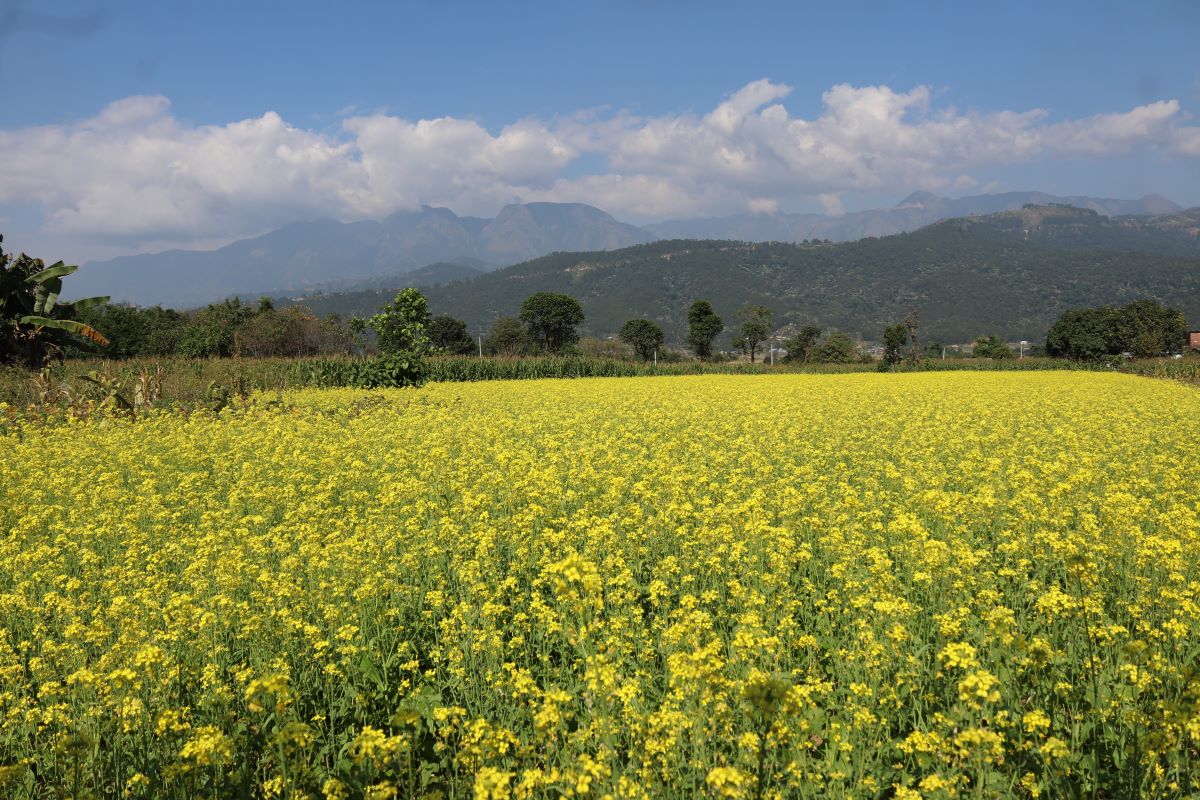 Mustard fields turn yellow in Makawanpur: In pictures