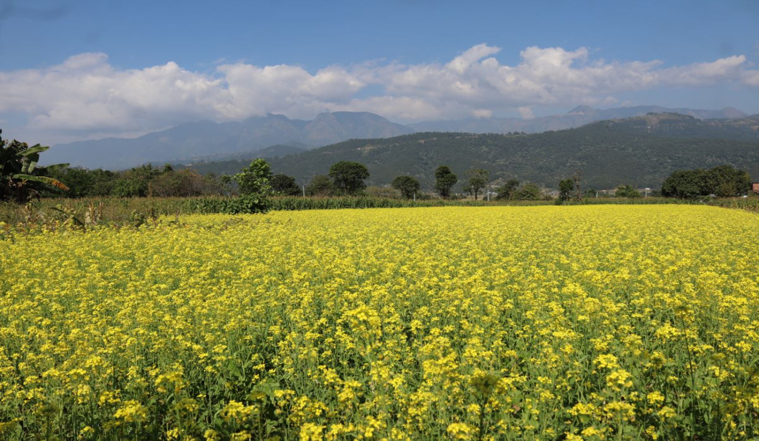 Mustard fields turn yellow in Makawanpur: In pictures