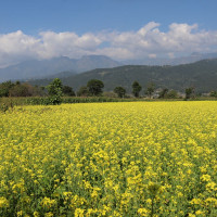 Bamdev Left In The Lurch?