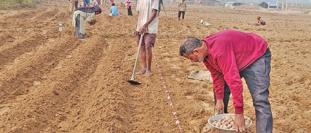 67 families begin collective vegetable farming in Bardiya