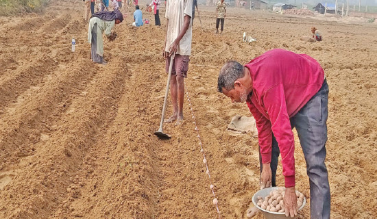 67 families begin collective vegetable farming in Bardiya