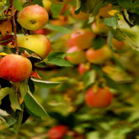 Japan executes man over 2008 frenzied attack in Tokyo