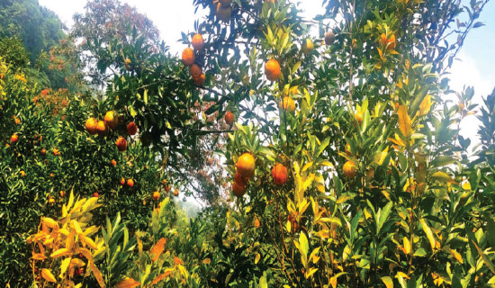 Ramite in Morang emerges as orange pocket area