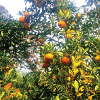 Govt warns of action against those spreading misleading info via social media