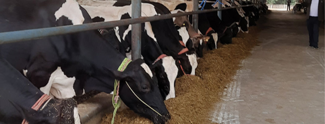 Animal Quarantine Office established in Pokhara