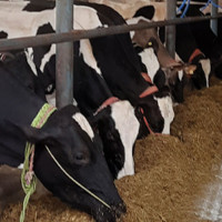 Deliberation begins on proposal of urgent public importance on proportional representation of women