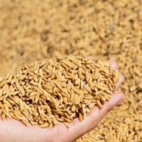 Consensus For Projects