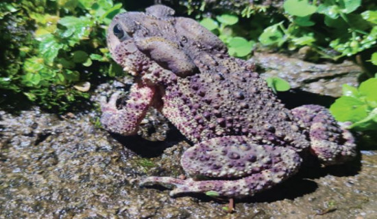 Germany, Netherlands reach World Cup after big wins