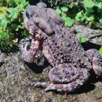 Endangered Indian vulture sighted in Dhangadhi