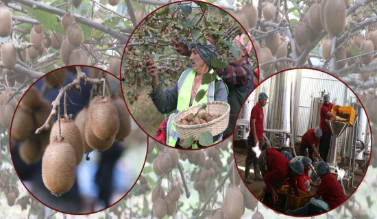 Kiwi blossoms in Toribari village (Photo Feature)